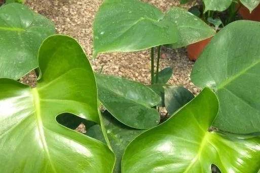 龟背竹怎么养才能不散 b1f785b46977492883f80ea4317a9c99.jpeg