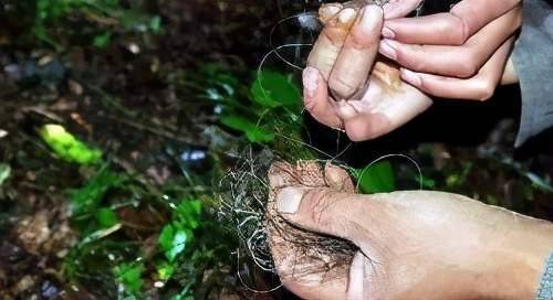 神農架深處，為何被列為禁區？只因一些神秘現象，科學都無法解釋 科技 第4張