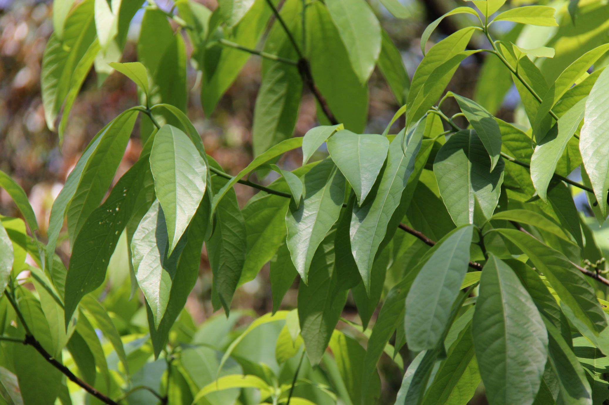 庆元植物1332-樟科-山胡椒属-黑壳楠