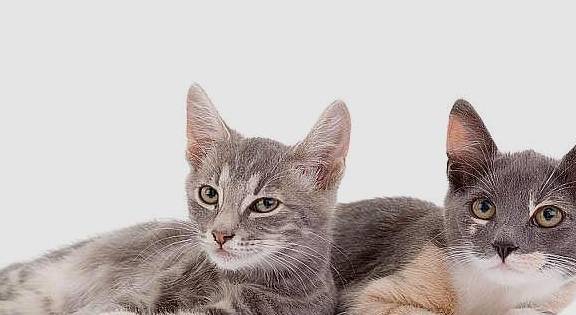 可以咬猫咪的耳朵吗 e4c29d2fedbd4f19a743a9cfa22d45a7.jpeg