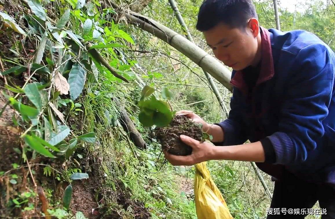 农村到处都是宝,上山挖笋看到一种野生草药,有着一定药用价值