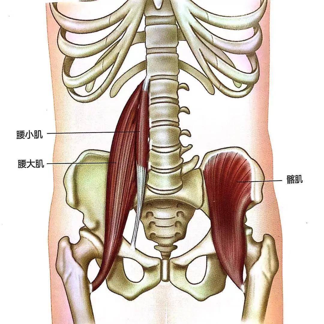 快速认识腰大肌 腰大肌起点就在腰部脊柱,该肌肉肌束的走向是由上