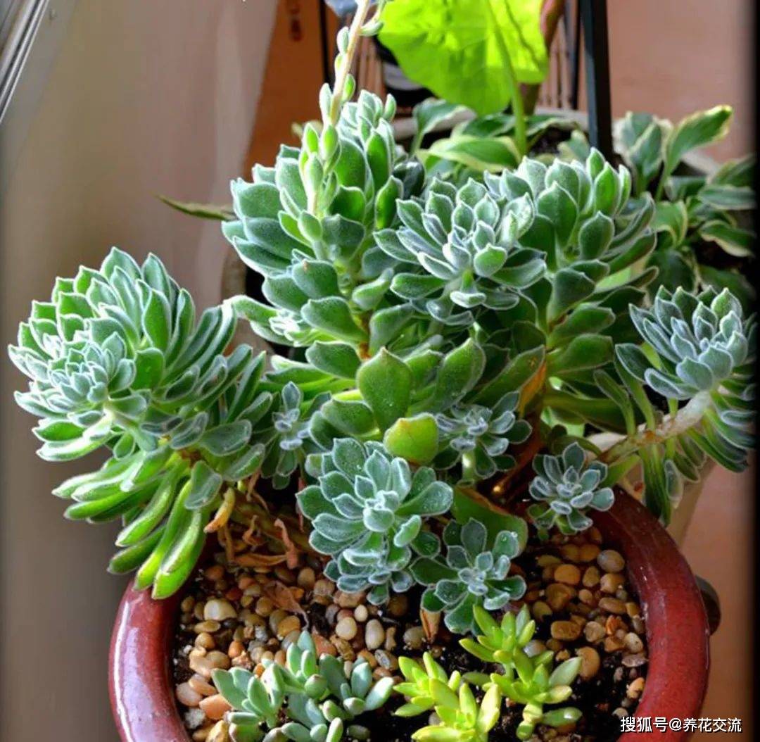 多肉植物能不能养在室内 5007516a0f84461f847afee451927c0d.jpeg
