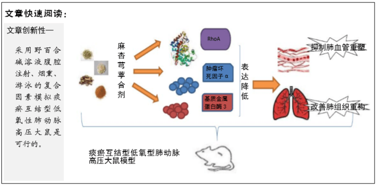 麻杏芎葶合剂干预肺心病急性发作模型小鼠肺组织重构和肺血管重塑相关