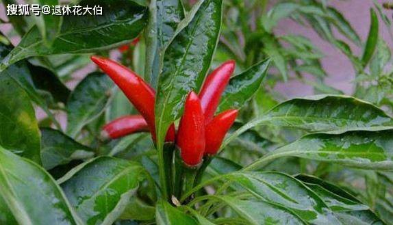 怎样让辣椒快速生长 6afffcb7dbe0494ab991a4a173fd902e.jpeg