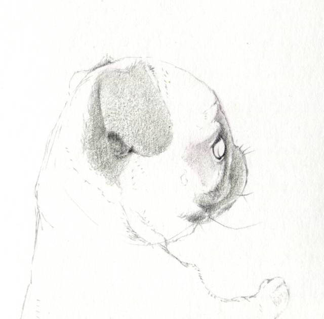 一步一步教画动物素描|动物素描画法步骤图解狗(附素描全套视频教程)