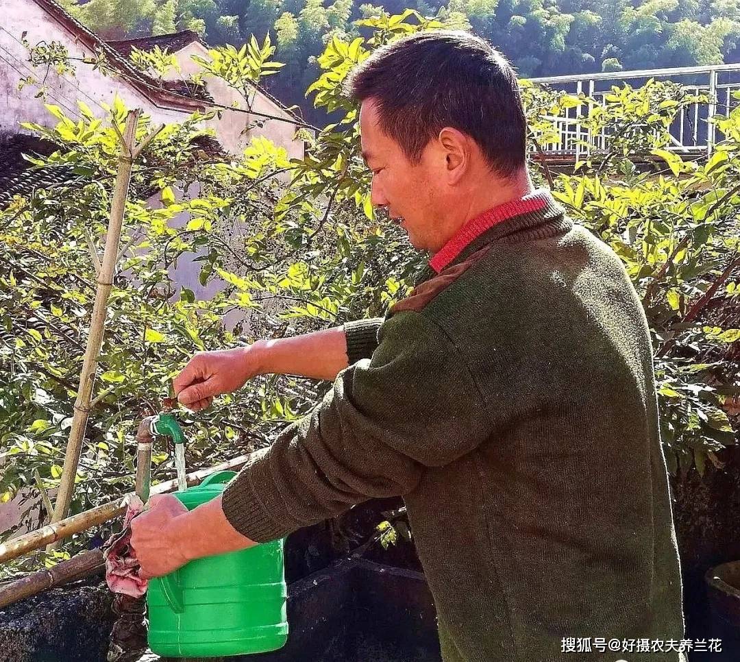 墨兰花浇水好不好