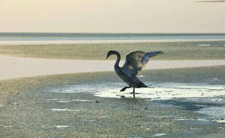 湖中天鹅曲谱_湖中天鹅照片(3)