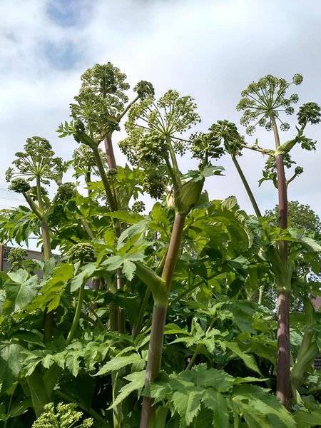 附带欧白芷的植物学知识介绍