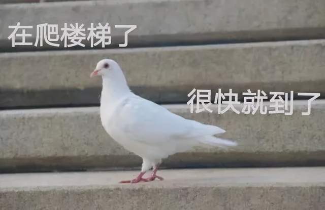 截图|小米和OV在手机里埋了个大坑，这个锅苹果不想背