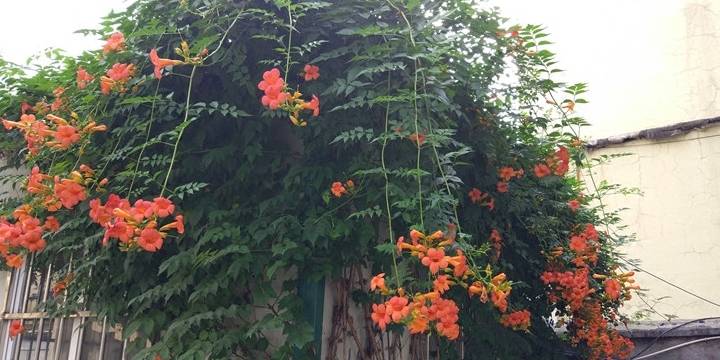 阳台种什么植物好看又耐养 891899eabb7c49619c3a1bd2a1bede64.jpeg