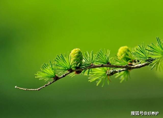 落叶松,开花最美的松树,花开如玫瑰,花形似松塔!