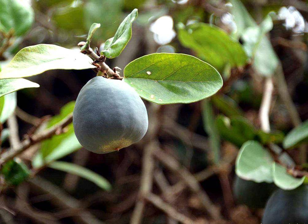 4月开花的"凉粉果"不是野花,结的果实可用来做天然凉粉