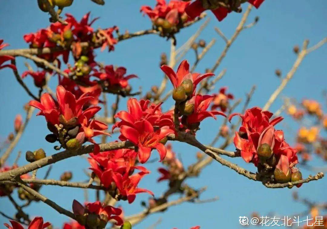 攀枝花市市花:木棉