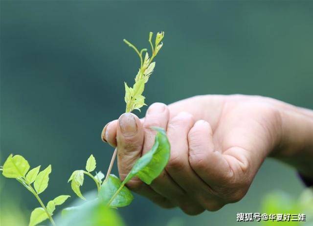 哪些食物中含有黄酮 4696f7fd23a846f8a3c38d8e690de359.jpeg