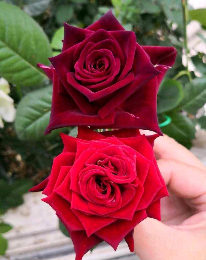 原创此花为世界上最黑的月季花,常被称作黑玫瑰,很少人知道