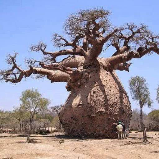 非洲人发现罕见万能树，当地人吃住全靠它！