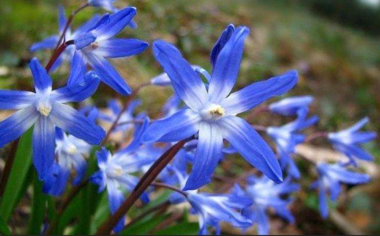 它是花园的“蓝精灵”，盆栽观赏价值高，每年春季都能开满蓝色花_开花