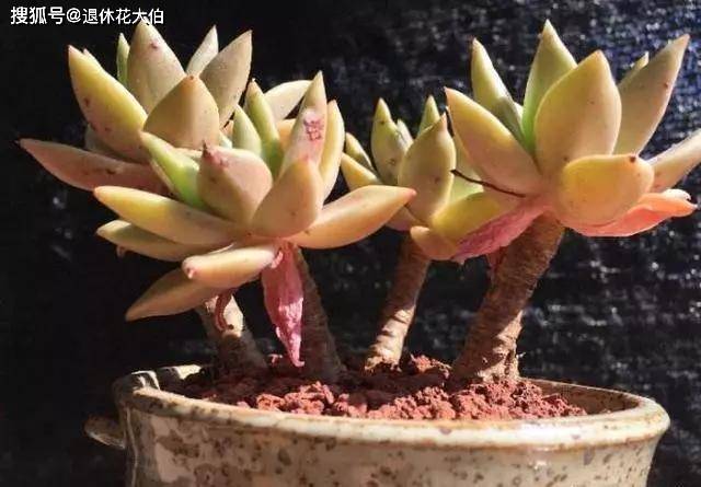 老桩多肉该怎么换盆？2种方法“保活”，叫你心血不再白费_搜狐网