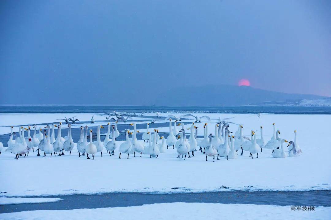 让西伯利亚大天鹅不远万里前来，山东这个天鹅之城究竟有多美？