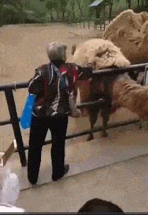 搞笑gif段子:曾经觉得校服很丑,就想把它使劲穿烂,可是太让人绝望了!