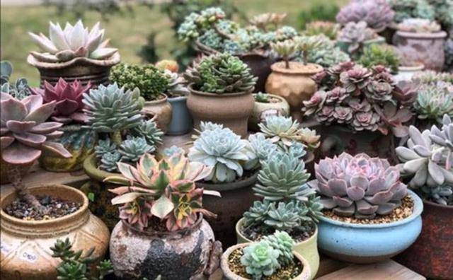 怎么养多肉盆栽 6b361b3e40284f30bf53bb5e44ce4755.jpeg