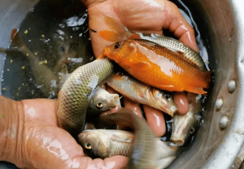 此鱼养在稻田里是鲤鱼的变种最大难超半斤价格却是鲤鱼10倍