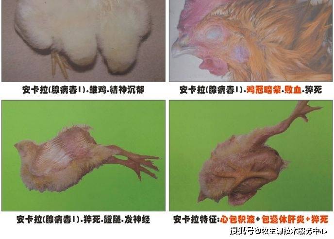 【成都牧生源】肉鸡安卡拉病毒