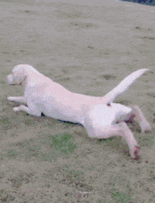 92e20912662c4a7fabaa0e1b62113156.gif
