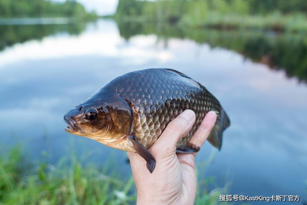 北方淡水鱼大全,看看你钓过几种?