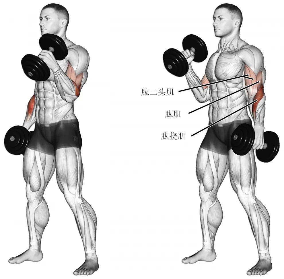 【耀健身】粗壮手臂的训练动作(二头肌合集)