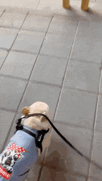 搞笑gif段子:很实用的女子防狼术