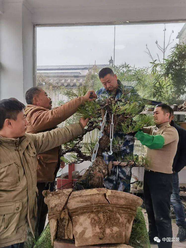 吴德军传播盆景技艺相约千年古城