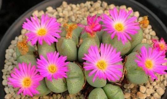 生石花开花会开多久 01b85bc09cb54409b60f7d5b92e65237.jpeg