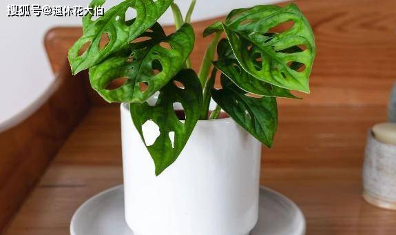 龟背竹怎么浇水比较好 b319db309d2f404ca2cb1effadd2865f.jpeg