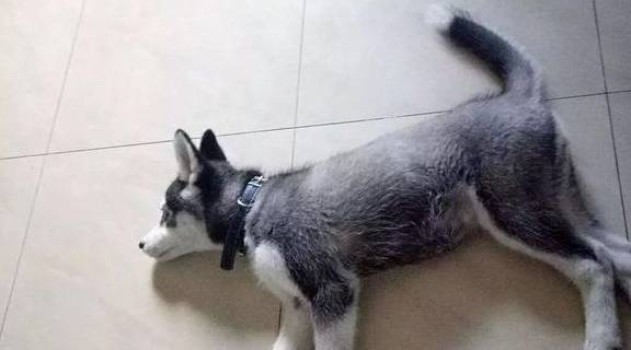 怎么教狗狗不能乱撒尿 040eab5cedea430e88ab3fd3105367d9.jpeg