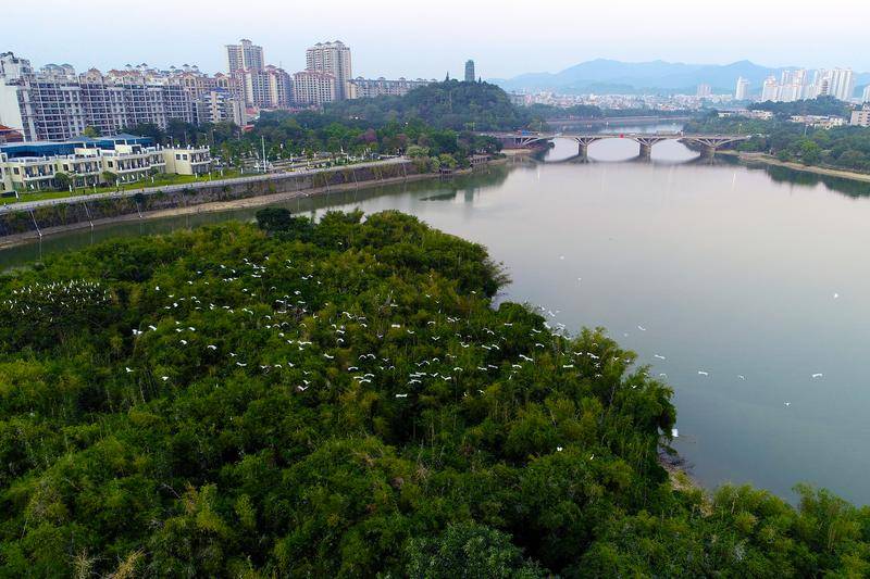 街镇一把手访谈|增城区荔湖街党工委书记陈一敏:聚焦"