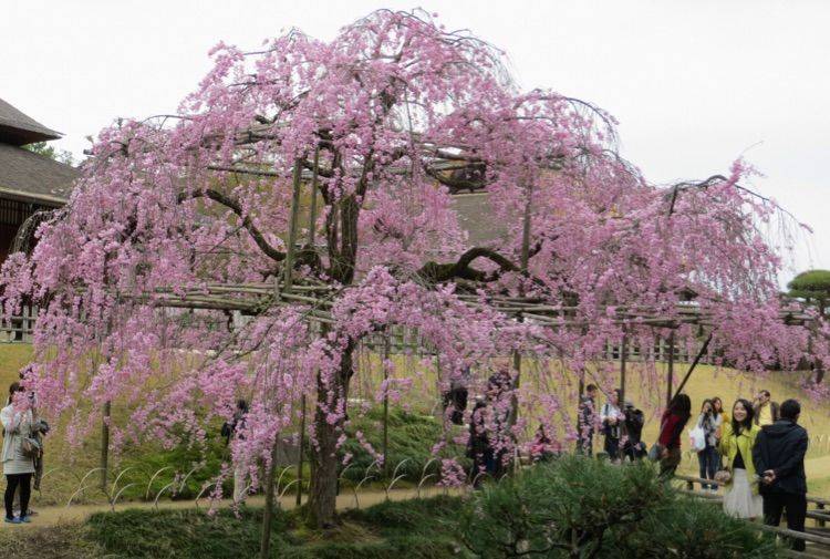 醉美观花落叶乔木垂枝樱花八重红垂枝樱