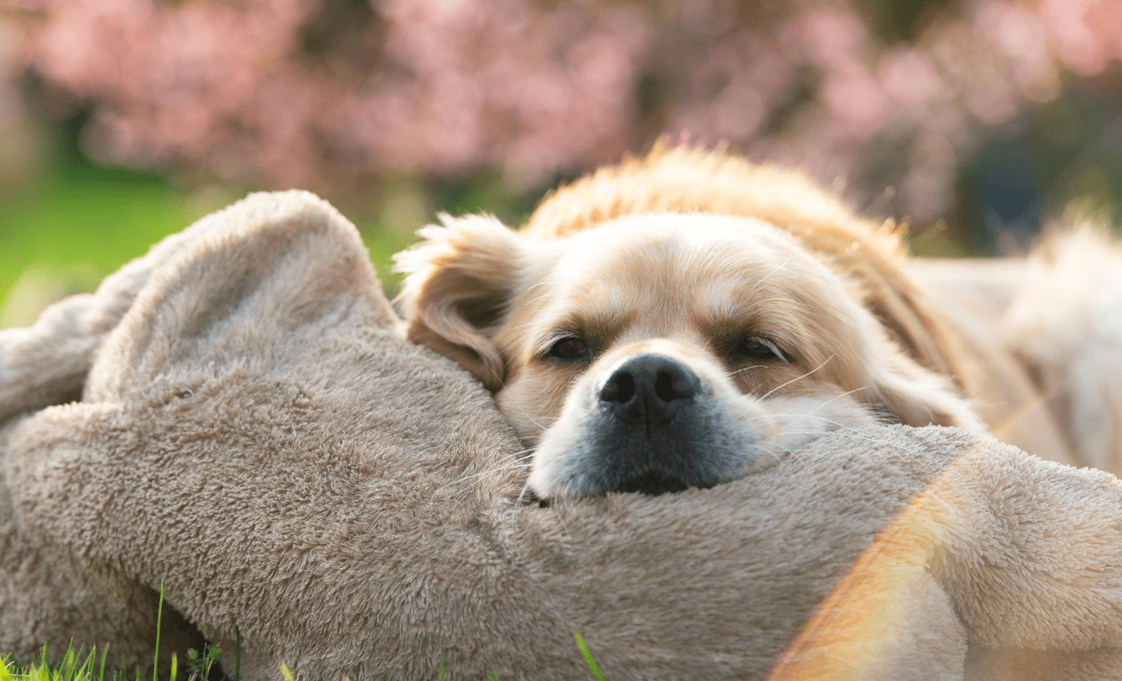 机器狗多少钱130万 358b9d1956e44f6bb9f11fdb6f6908bd.png