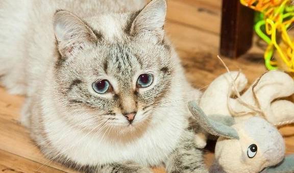 小猫爬门 0e5117810262425abdd14aca5a6860ff.jpeg