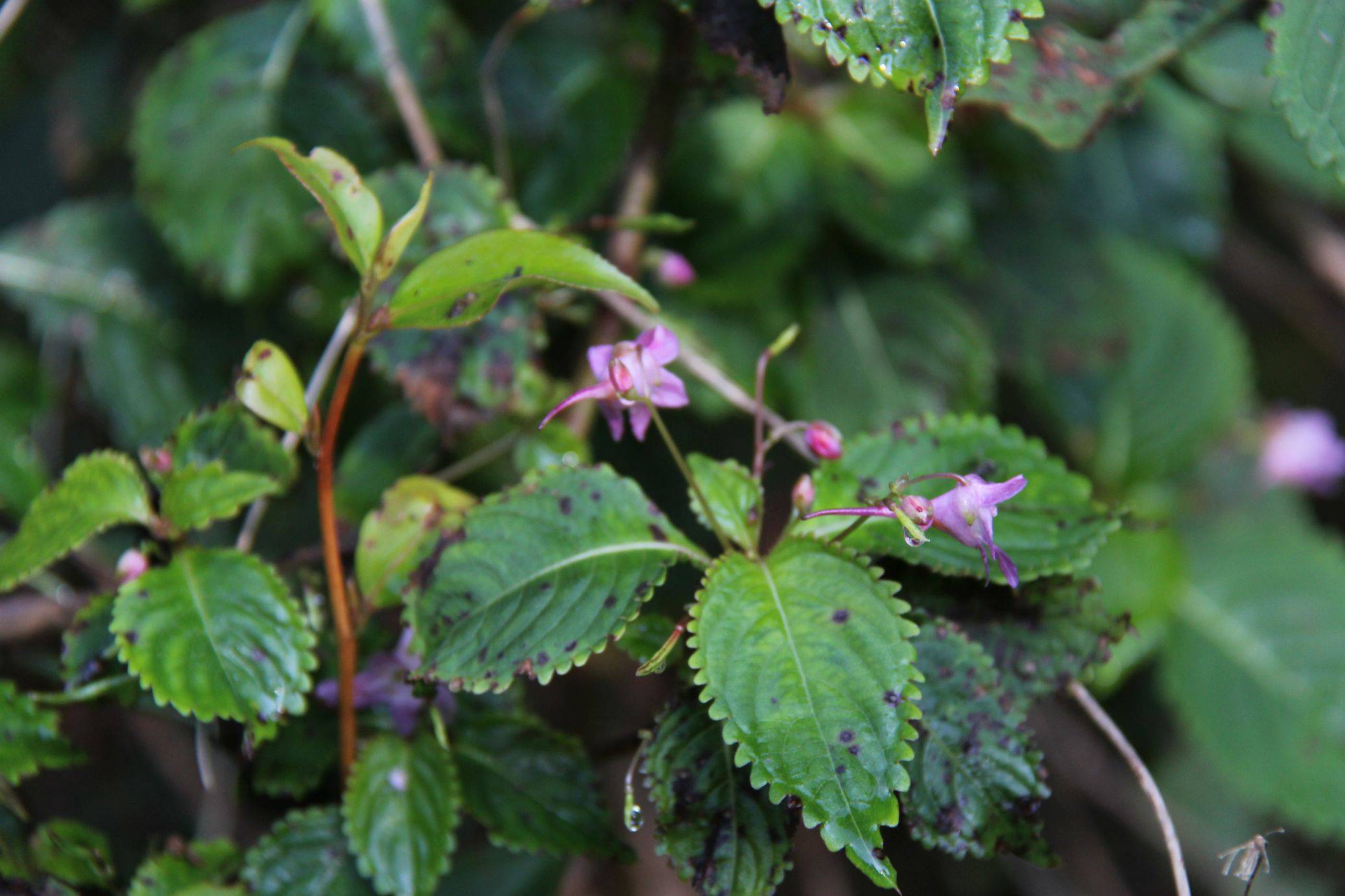 庆元植物1351-凤仙花科-凤仙花属-九龙山凤仙花