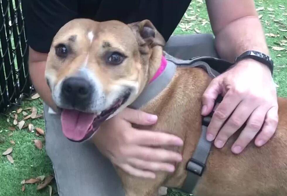 梦回家园，解读梦中自家爱犬被群犬追逐的深层含义