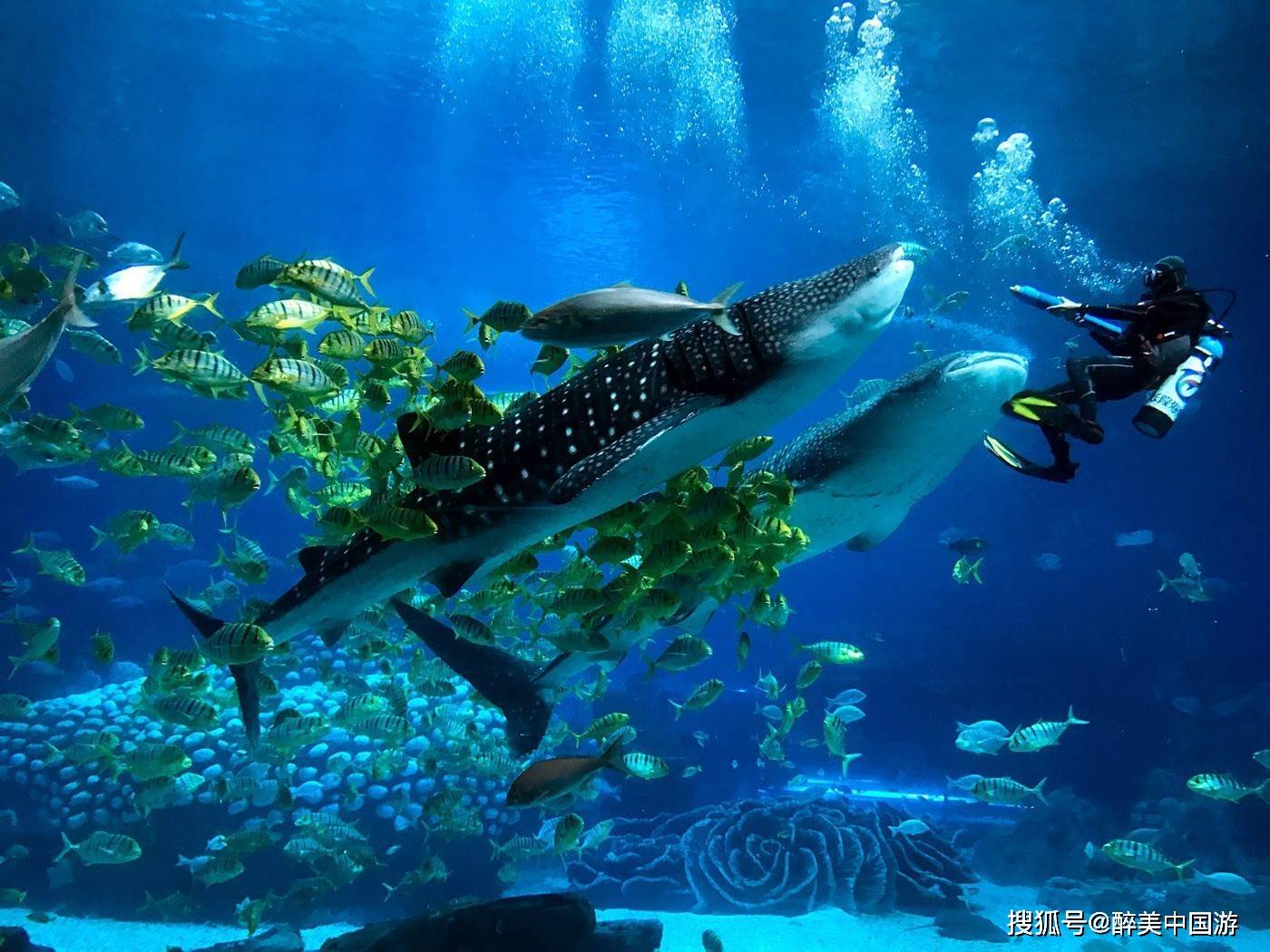珠海长隆海洋王国，全球较大的海洋主题公园，令人震撼的视觉盛宴