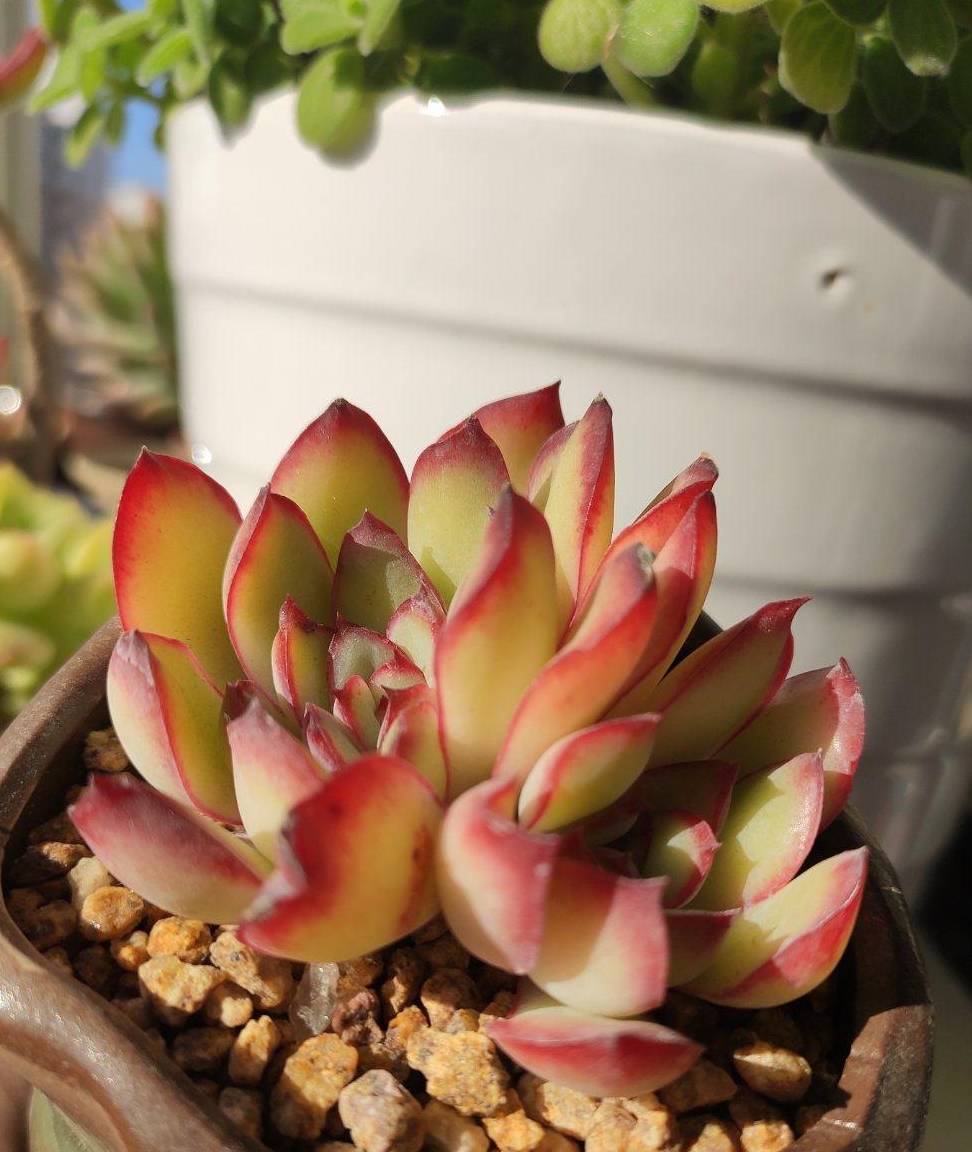 多肉怎么养出锦的状态 493ee082e13d4e57a201bf348cff20cb.jpeg