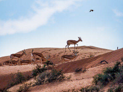 阿尔旺地沙漠哈伊马角丽思卡尔顿酒店迎来80只新瞪羚