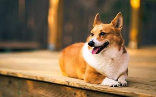 怎么看小狗是不是感冒了 86e05c95f7224a97a3f34c6dc721b433.jpeg