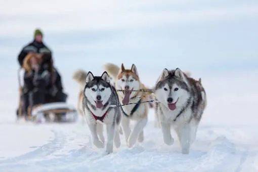 狗拉雪橇 在众人羡慕的目光中疾驰而过 无需想太多,只管享受雪地上的