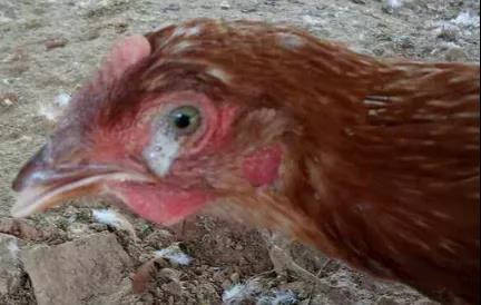鸡眼睛瞎了是什么病?怎么治疗鸡一侧眼瞎是什么病鸡瞎一只眼睛怎么治疗