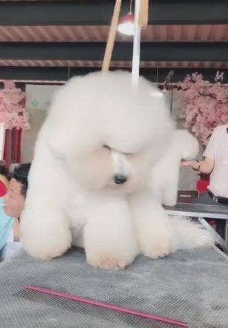 狗狗修毛時打瞌睡，一閉上眼睛後，狗子摔得懷疑狗生！ 萌趣萌寵 第3张