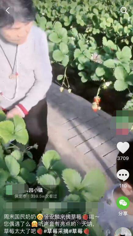 黄圣依婆婆超豪气,建空中草莓棚带孙子采摘